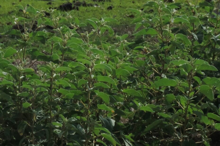 Giant Green Arborvitae Spacing: All There Is To Know Regarding This